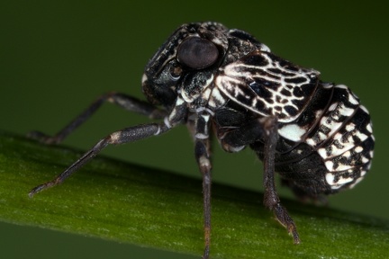 Bruchomorpha costaricensis m