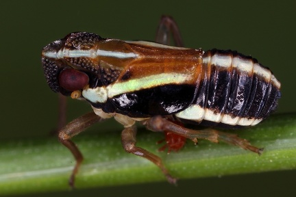 Plagiopsola strandi m