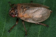 Prosapia plagiata4 2