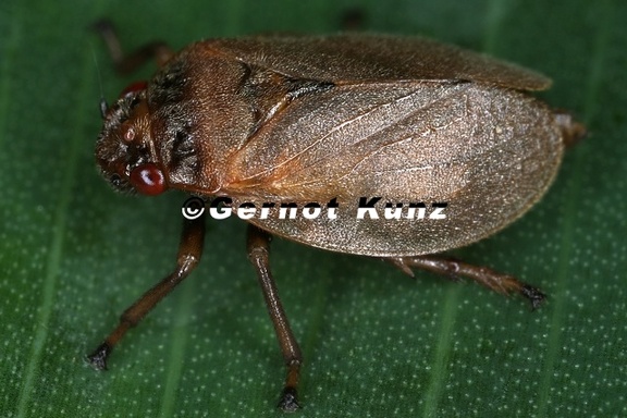 Prosapia plagiata4 2