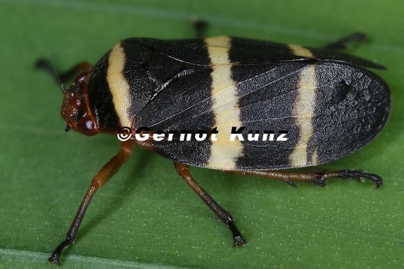 Prosapia simulans