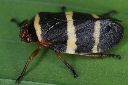 Prosapia simulans