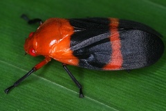 Tomaspis praeminiata