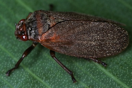 Zulia vilior2 2
