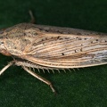 Prairiana sp. 1