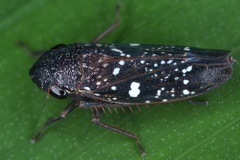 Acrulogonia 2