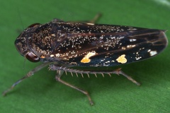 Acrulogonia pararesima 2