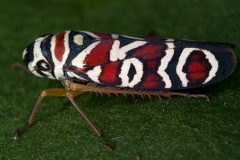 Agrosoma sp