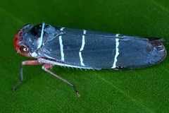 Amblyscarta sp  1 3