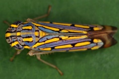 Apogonalia cf stali 1 2