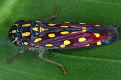 Apogonalia sp6