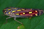 Apogonalia sp  7 2