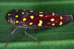 Apogonalia sp  8 2