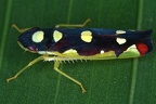 Baleja flavoguttata
