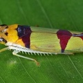 Baleja rufofasciata 