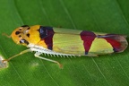 Baleja rufofasciata 