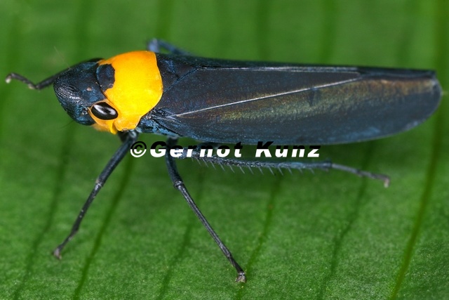 Barbinolla costaricensis 1 2