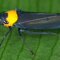 Barbinolla costaricensis 1 2