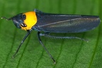 Barbinolla costaricensis 1 2