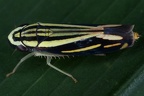 Beirneola coripana carissima  1 2