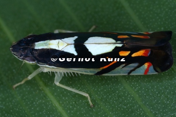 Diedrocephala variegata 1 2