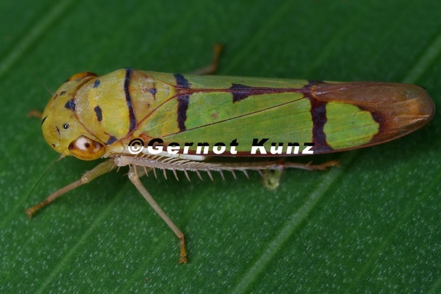 Dilobopterus_hyalinatulus_2.jpg