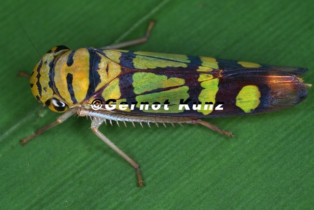 Dilobopterus_instratus.jpg