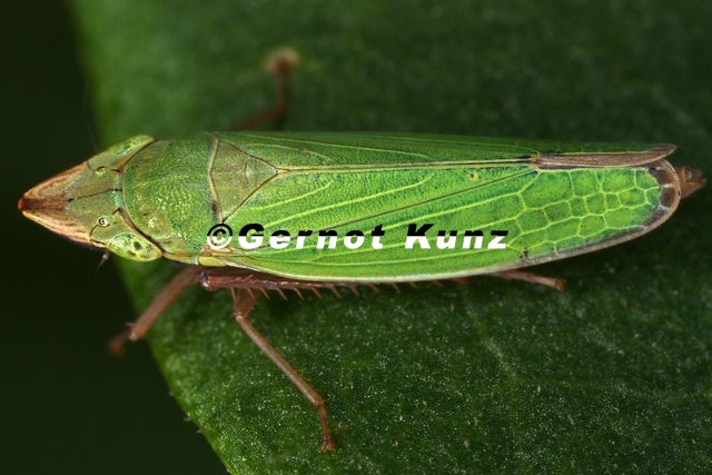 Draeculacephala_sp__3_2.jpg