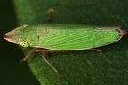 Draeculacephala sp  3 2