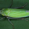 Draeculacephala sp  4 2