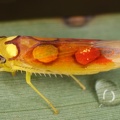 Erythrogonia sonora 1