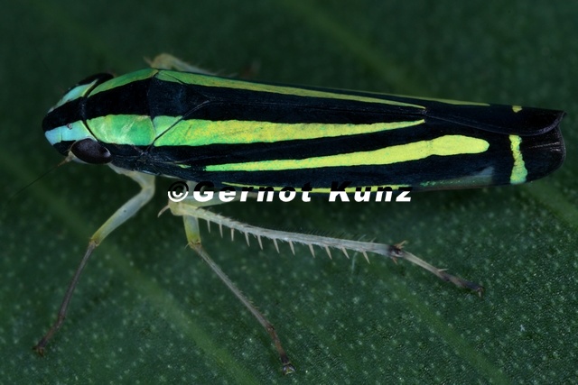 Fusigonalia_cf_lativittata_2_2.jpg
