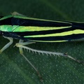 Fusigonalia cf lativittata 2 2