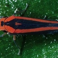 Gillonella cf ampulla  aus Rara avis  1 2
