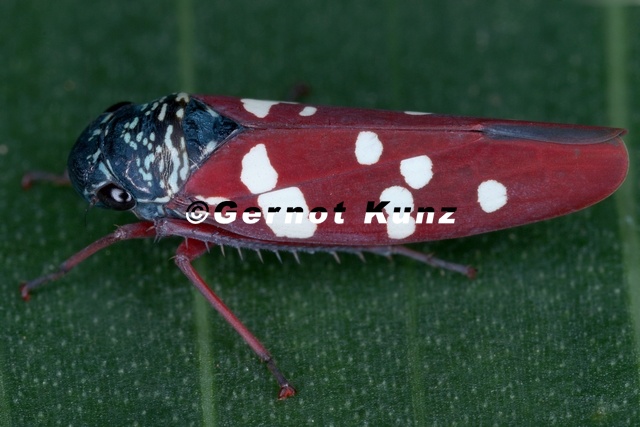 Graphocephala_albomaculata_1.jpg