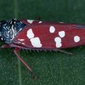Graphocephala albomaculata 1