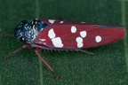 Graphocephala albomaculata 1