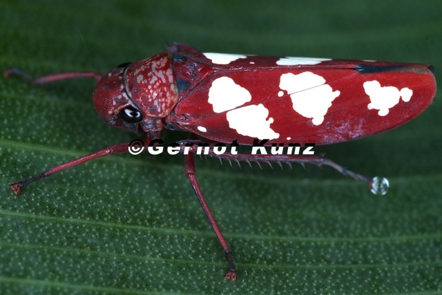 Graphocephala_albomaculata_5_2.jpg