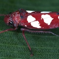 Graphocephala albomaculata 5 2