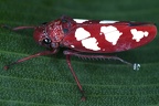 Graphocephala albomaculata 5 2
