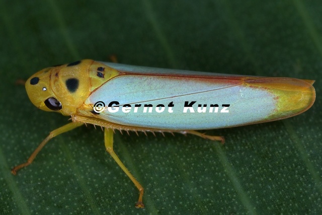 Graphocephala_distanti_2.jpg