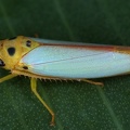 Graphocephala distanti 2