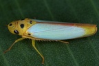 Graphocephala distanti 2