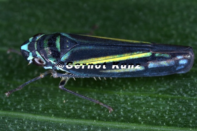 Graphocephala_multicolor.jpg