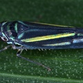 Graphocephala multicolor