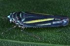 Graphocephala multicolor