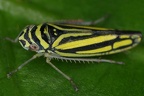 Graphocephala multicolor 1 3