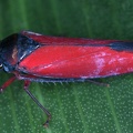 Graphocephala soluna 1 2
