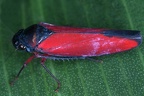 Graphocephala soluna 1 2