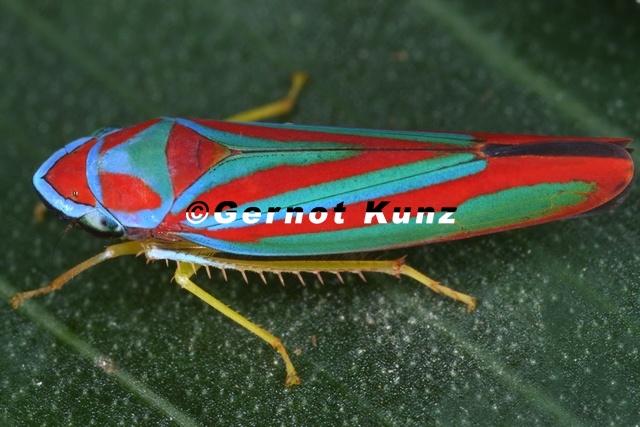 Graphocephala_sp1.jpg